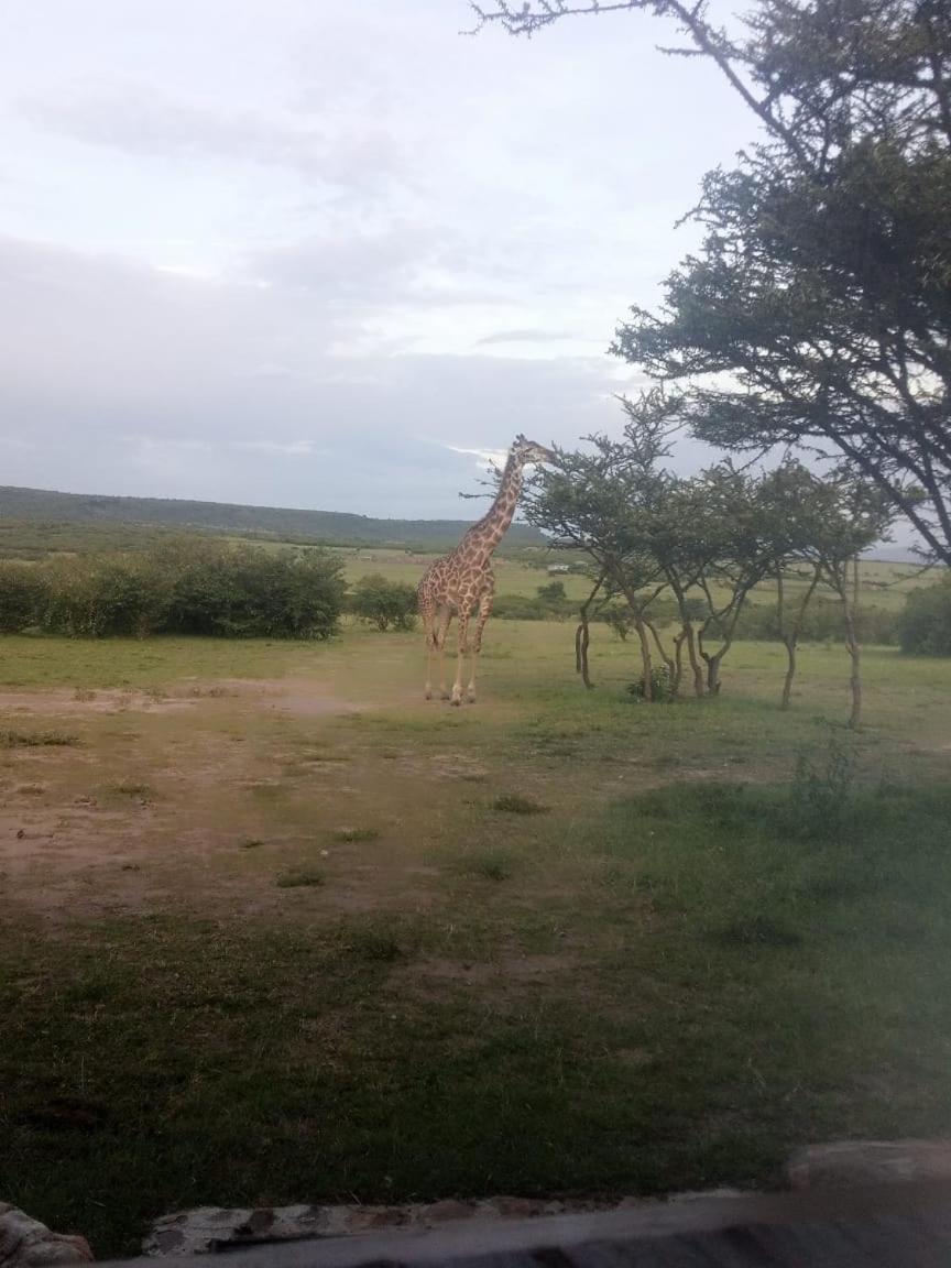 טאלק Narasha Homestay - Maasai Mara מראה חיצוני תמונה