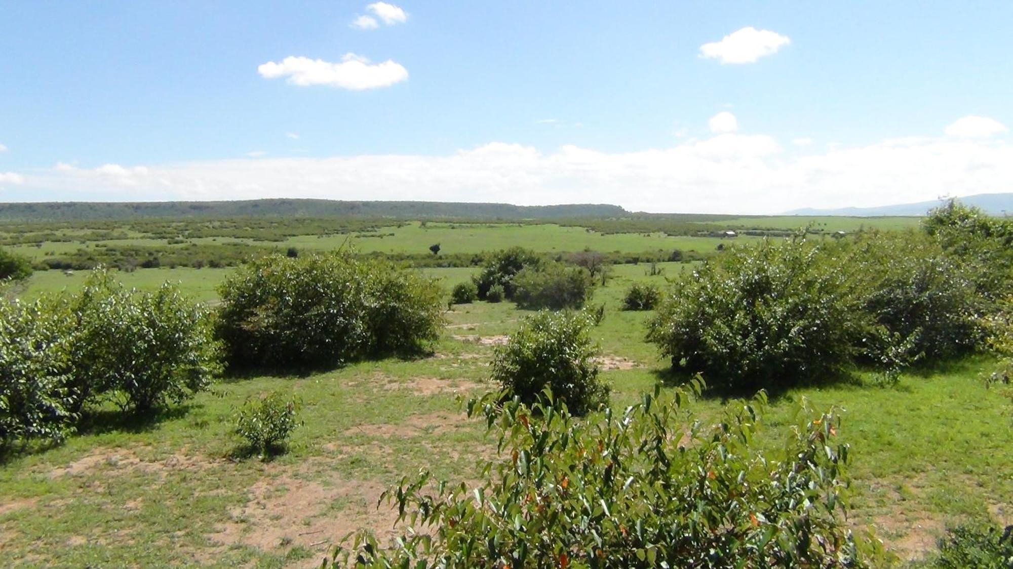 טאלק Narasha Homestay - Maasai Mara חדר תמונה