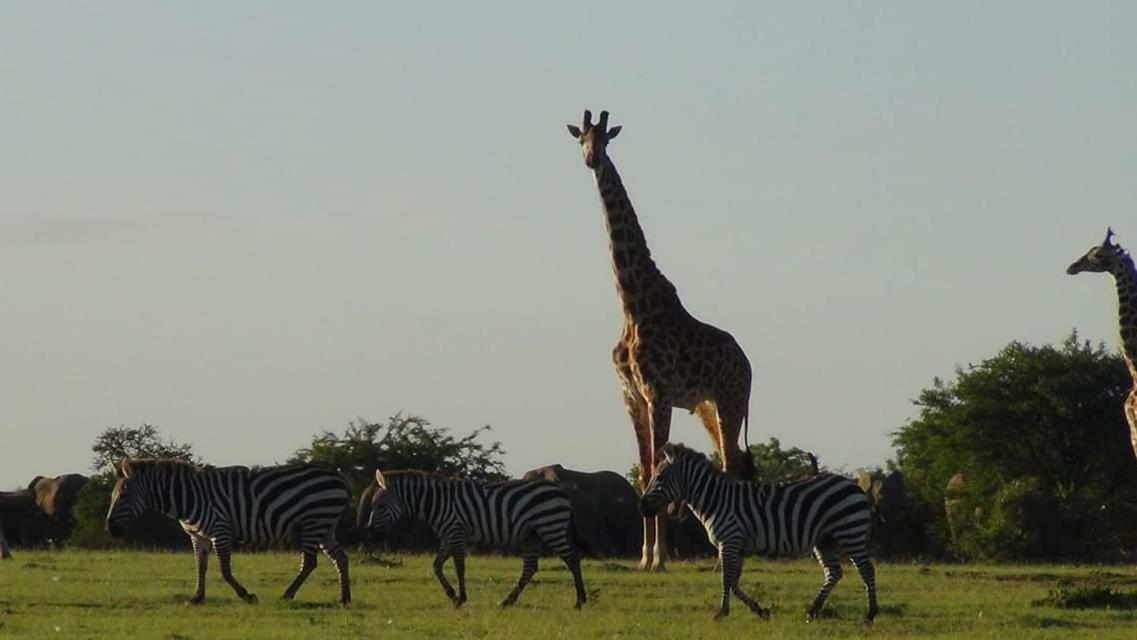 טאלק Narasha Homestay - Maasai Mara מראה חיצוני תמונה
